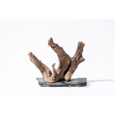 Me Euca Wood on Slate S (18-23 cm) [P15]