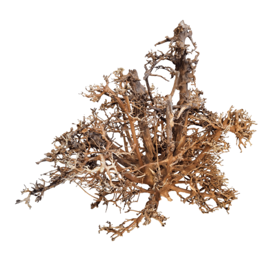 Canopy Wood S