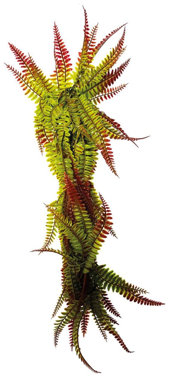 REPTO PLANT REBEN ROT/GRUEN FARN 60 CM