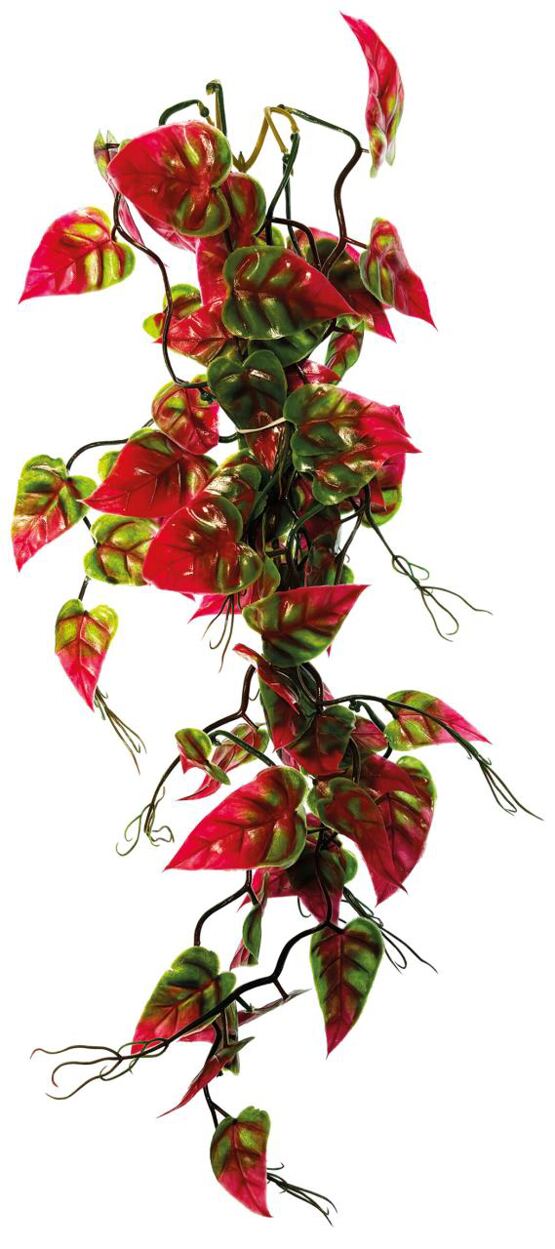 REPTO PLANT REBEN ROSA/GRÜN SYNGONIUM 60 CM