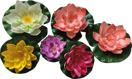 Seerosen 36er Display 6 Farben