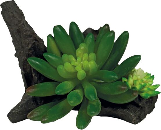 REPTO PLANT SUCCULENT ON DECO