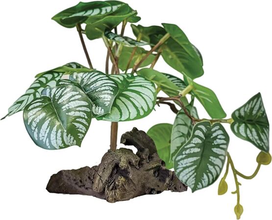 REPTO PLANT ON DECO BEGONIA
