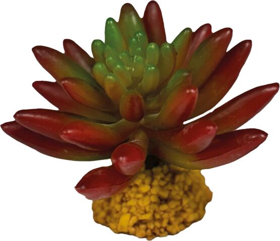 REPTO PLANT SUCCULENT RED