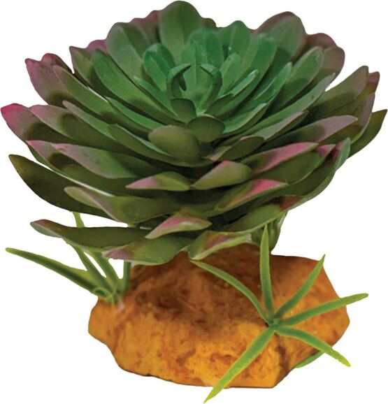 REPTO PLANT ECHEVERIA