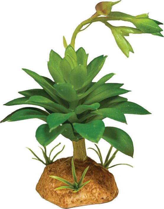 REPTO PLANT SUCCULENT GREEN