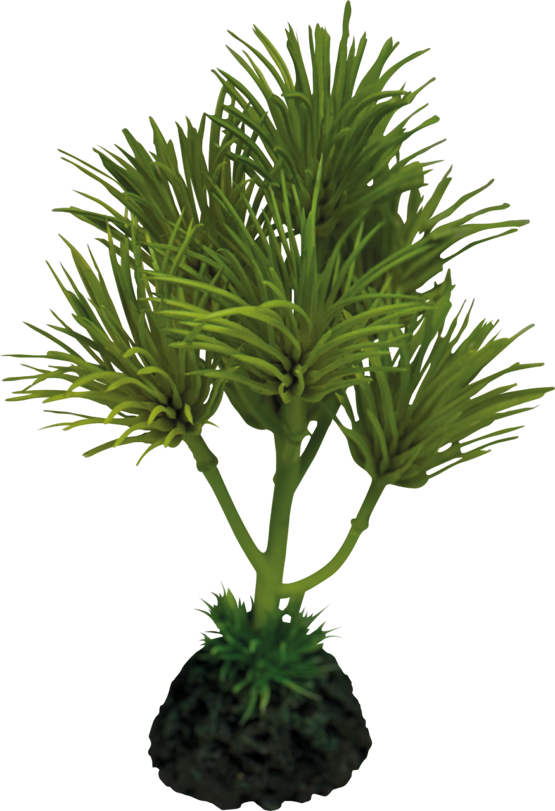 REPTO PLANT CACTUS PALM