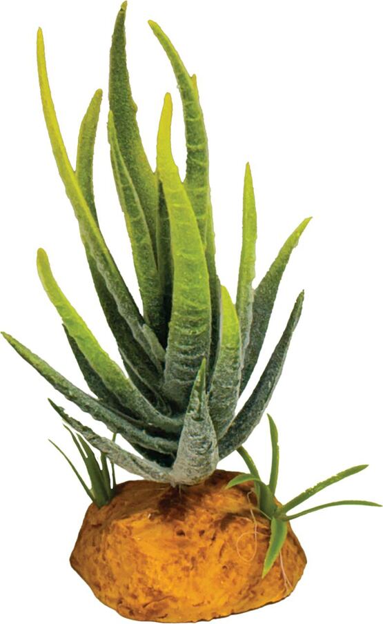 REPTO PLANT ALOE GREEN